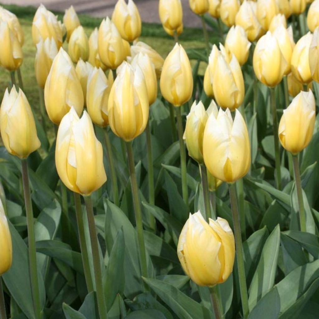 Tulipán Fosteriana Sweetheart
