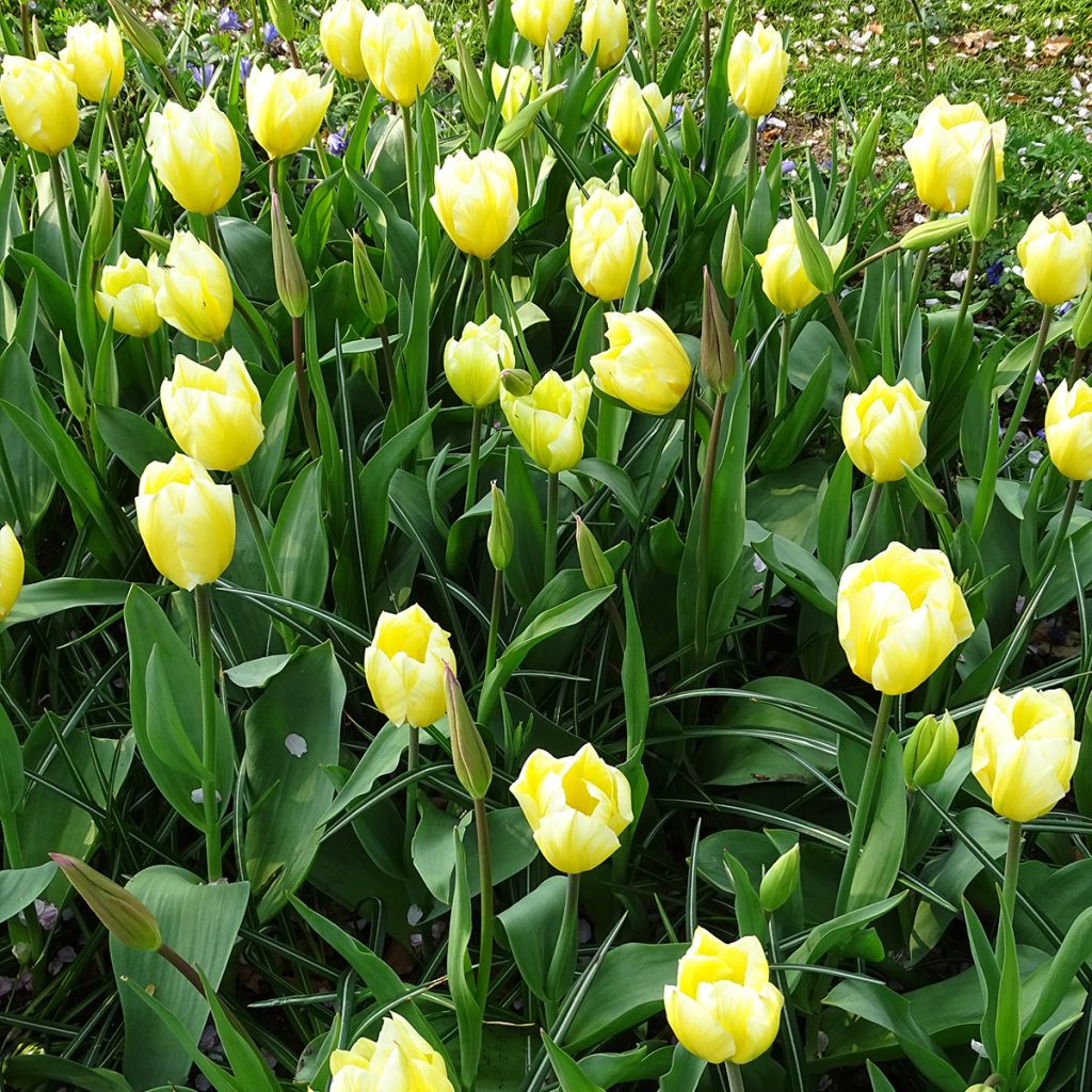 Tulipán Fosteriana Sweetheart