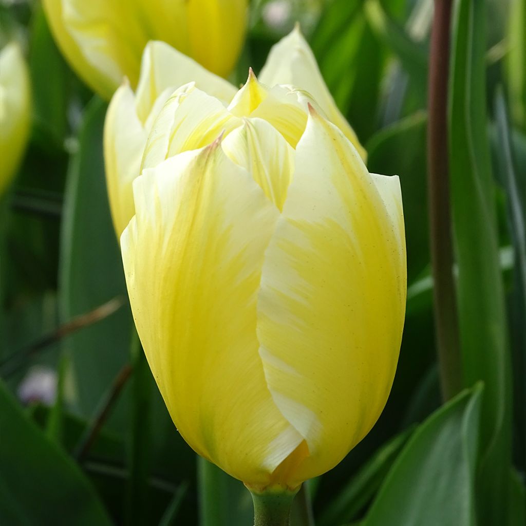 Tulipán Fosteriana Sweetheart