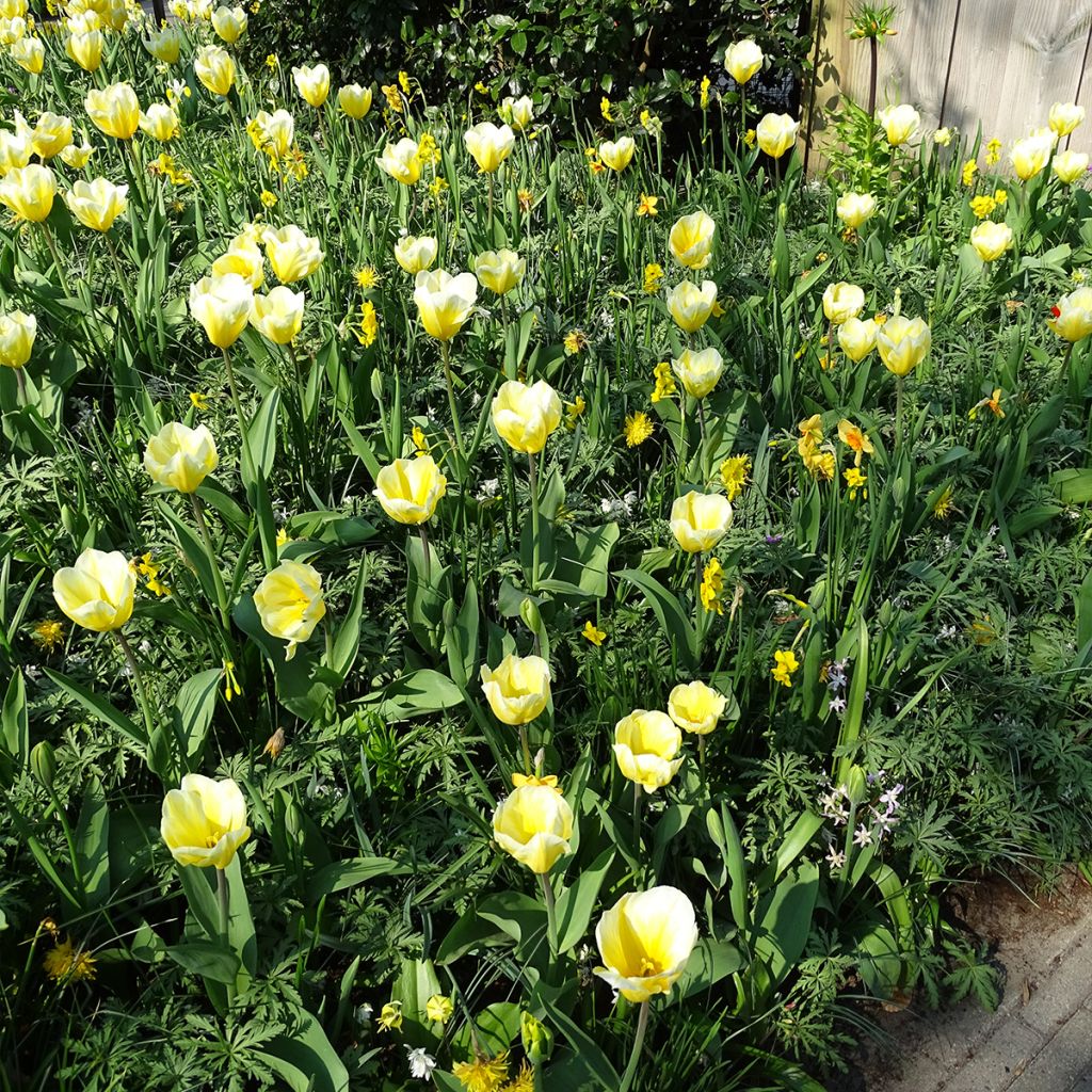 Tulipán Fosteriana Sweetheart