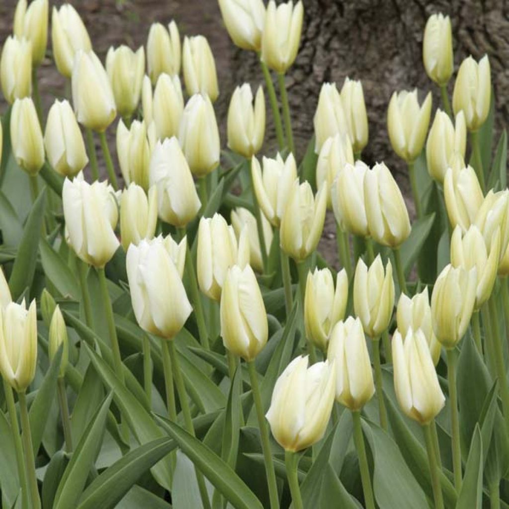 Tulipán Fosteriana Purissima