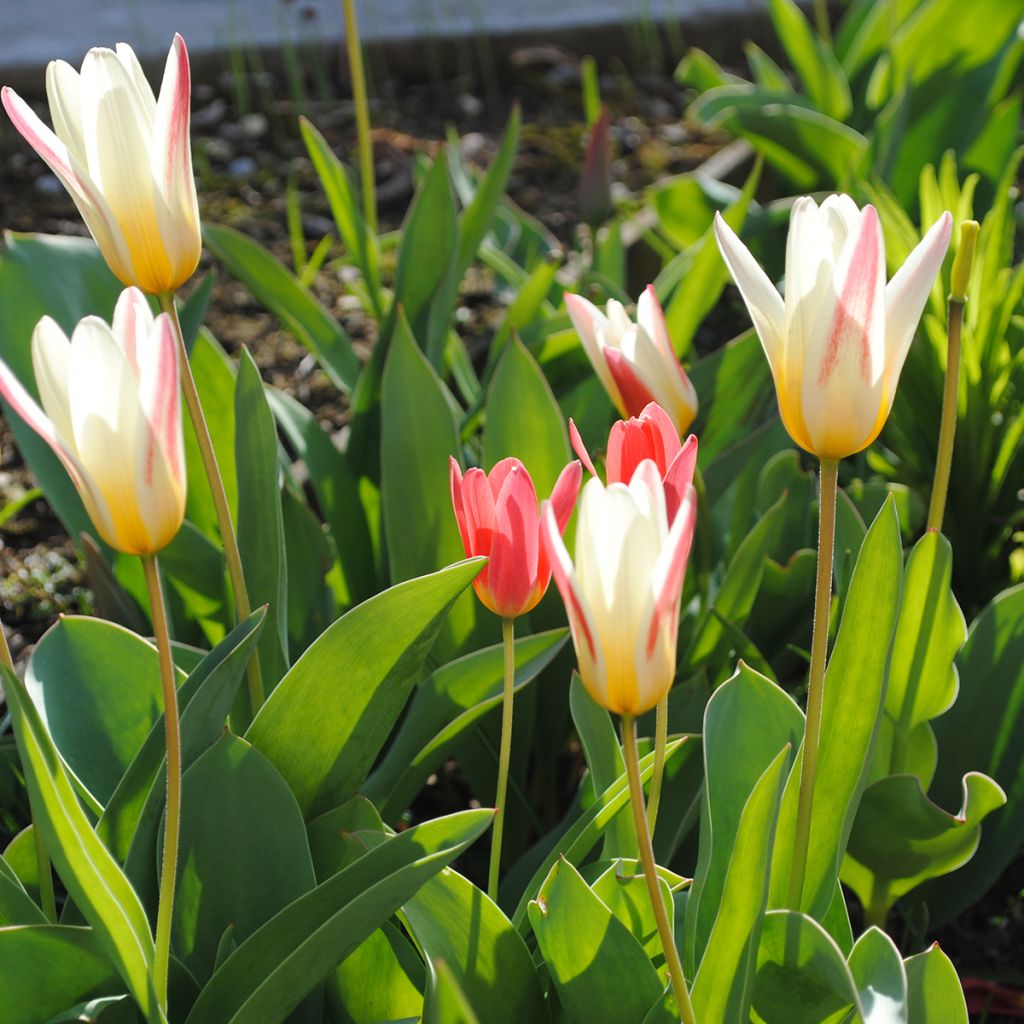 Tulipán Kaufmanniana Hope