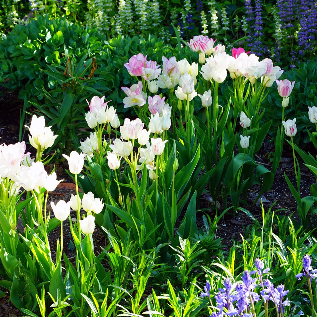 Tulipán multiflor Candy Club
