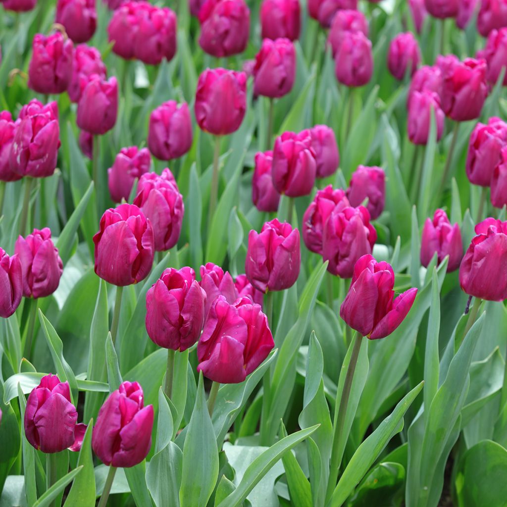 Tulipán multiflor Purple Elegance