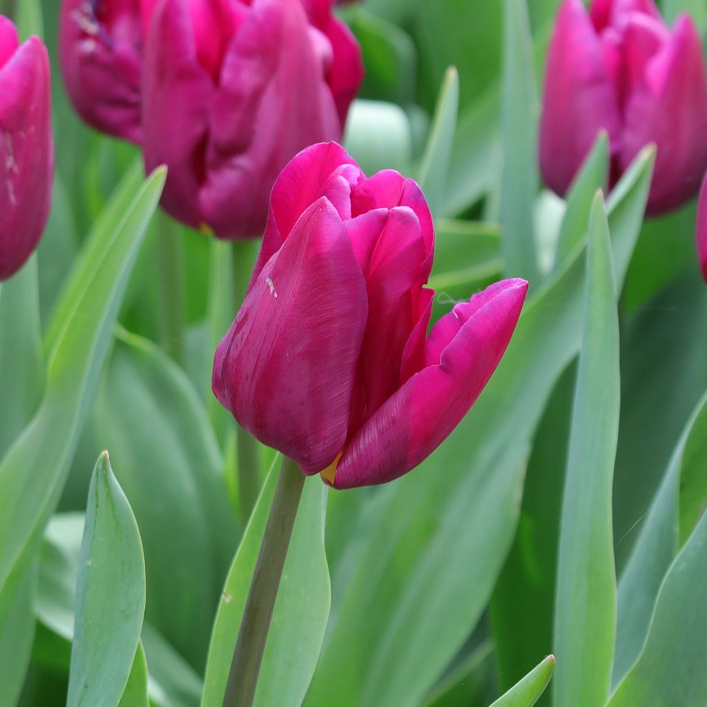 Tulipán multiflor Purple Elegance