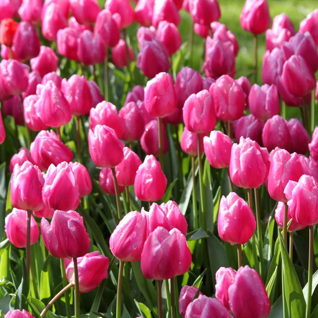 Tulipán simple de flor temprana Aafke