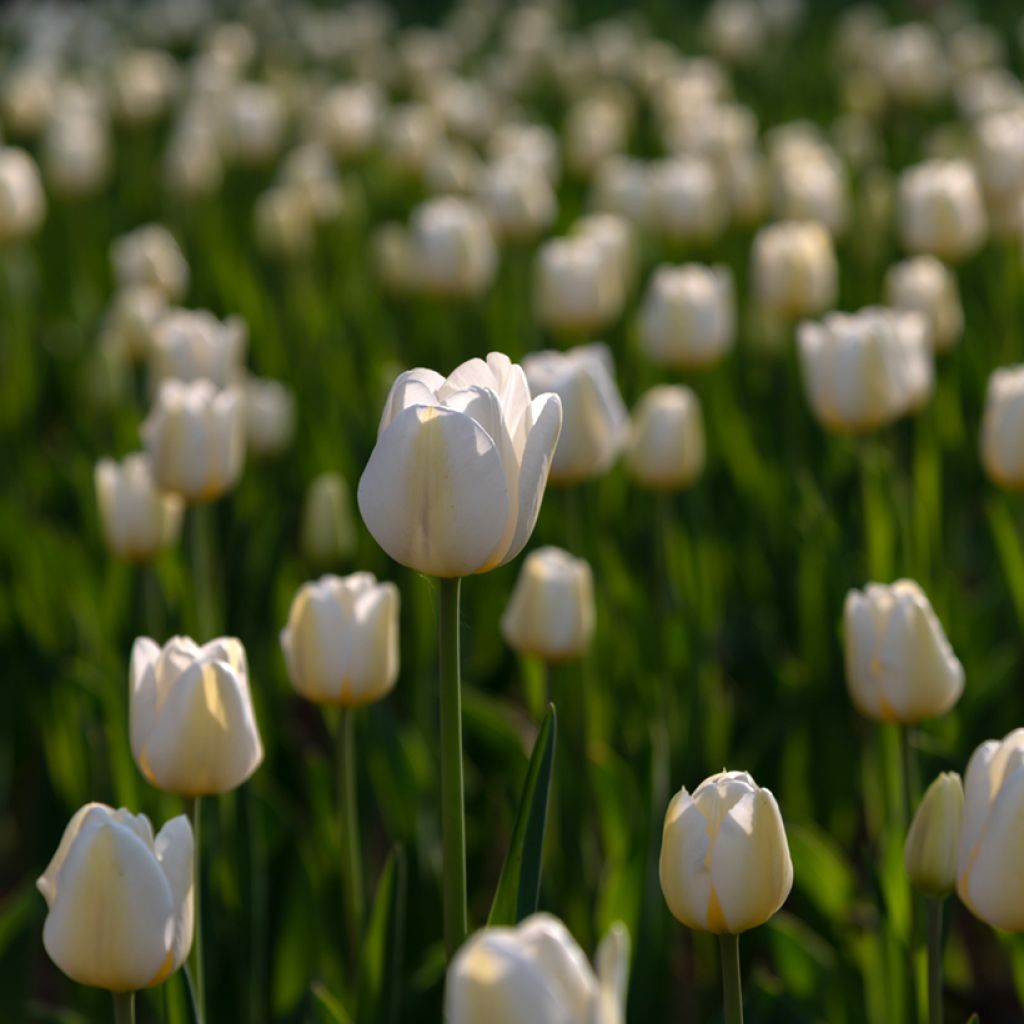 Tulipán simple de flor tardía Angels Wish