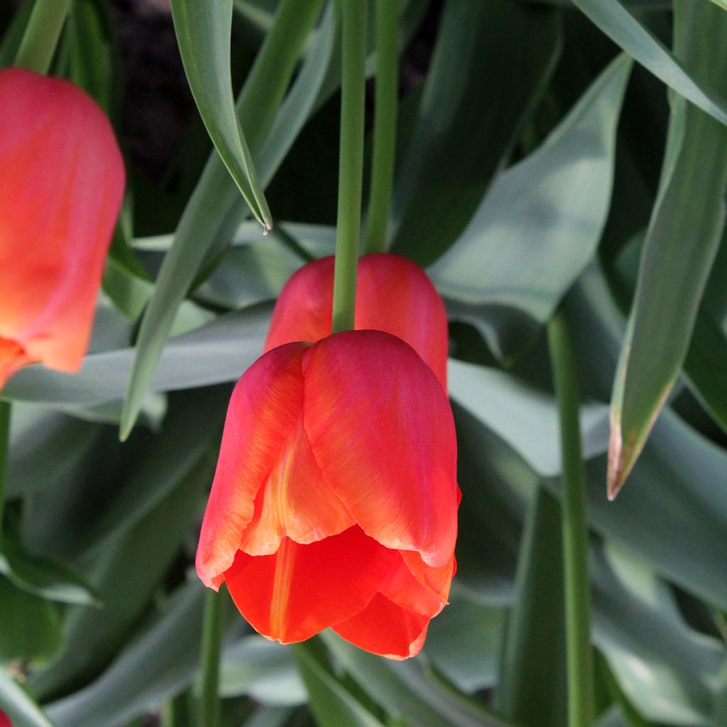 Tulipán simple de flor tardía Avignon