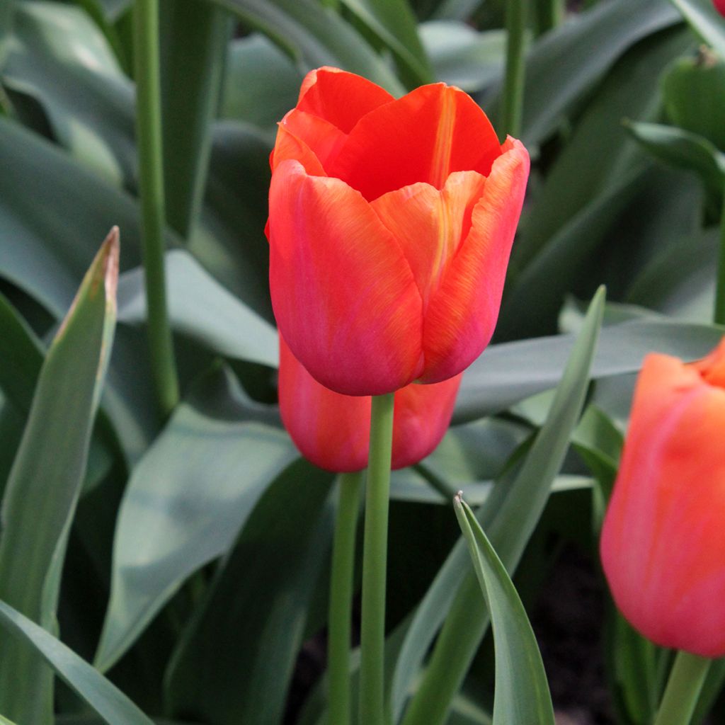 Tulipán simple de flor tardía Avignon