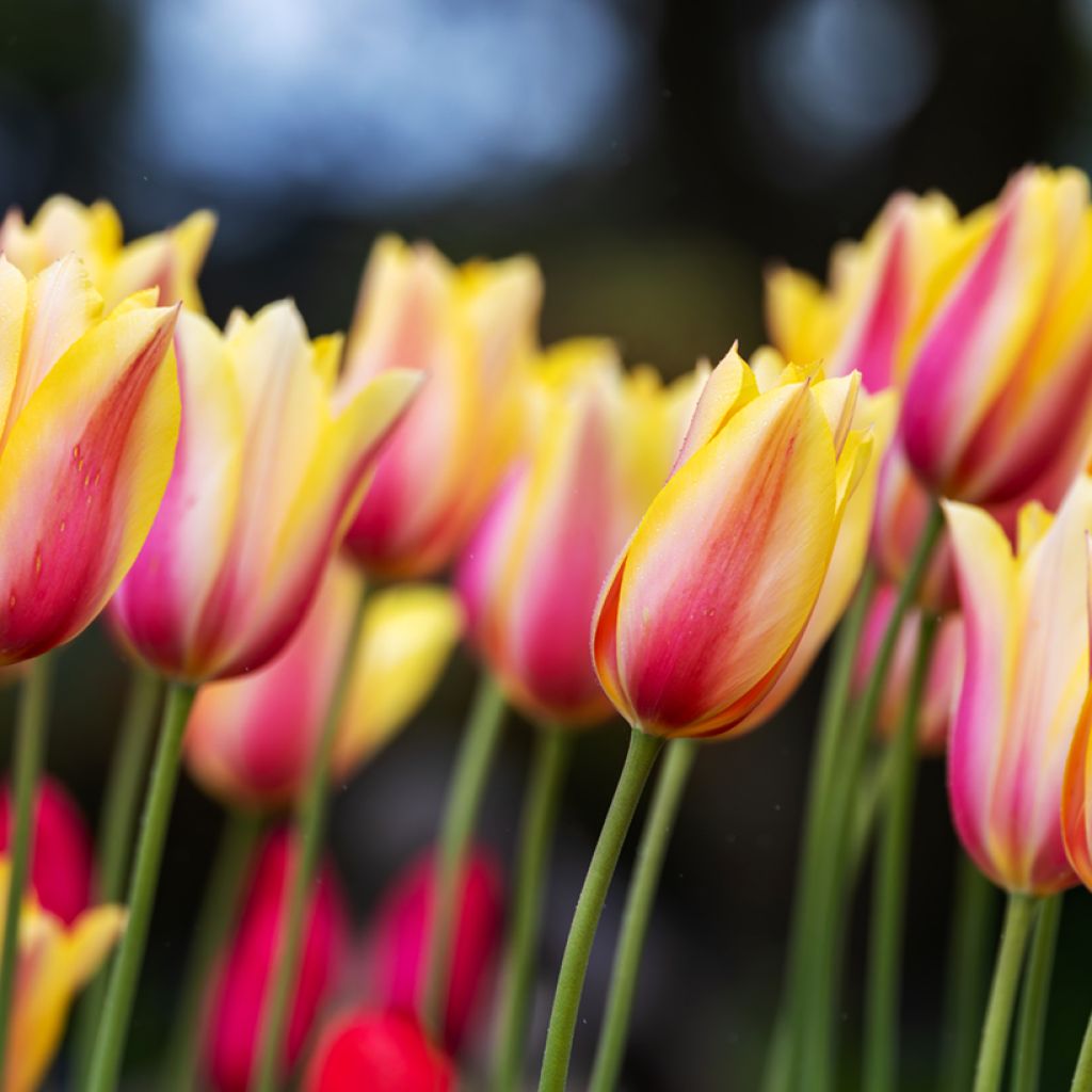 Tulipán simple de flor tardía Blushing Beauty