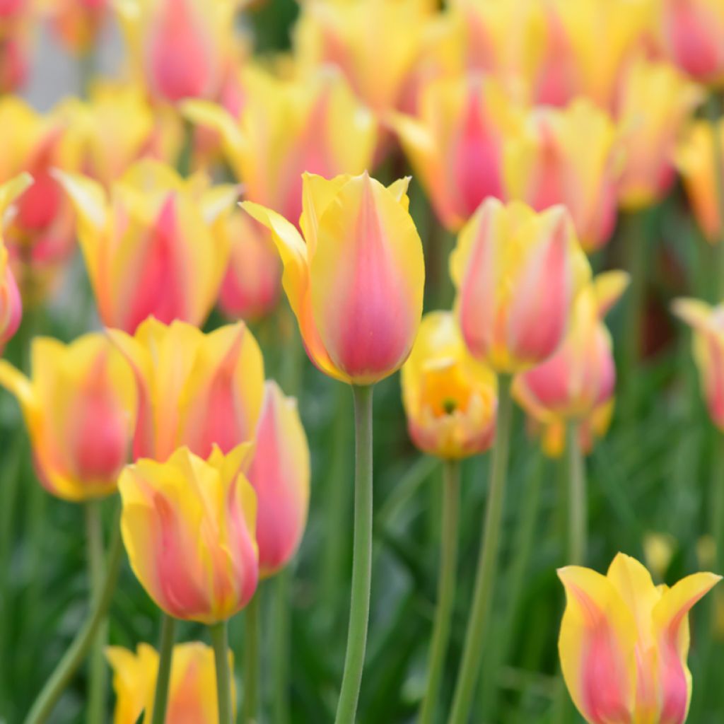 Tulipán simple de flor tardía Blushing Beauty