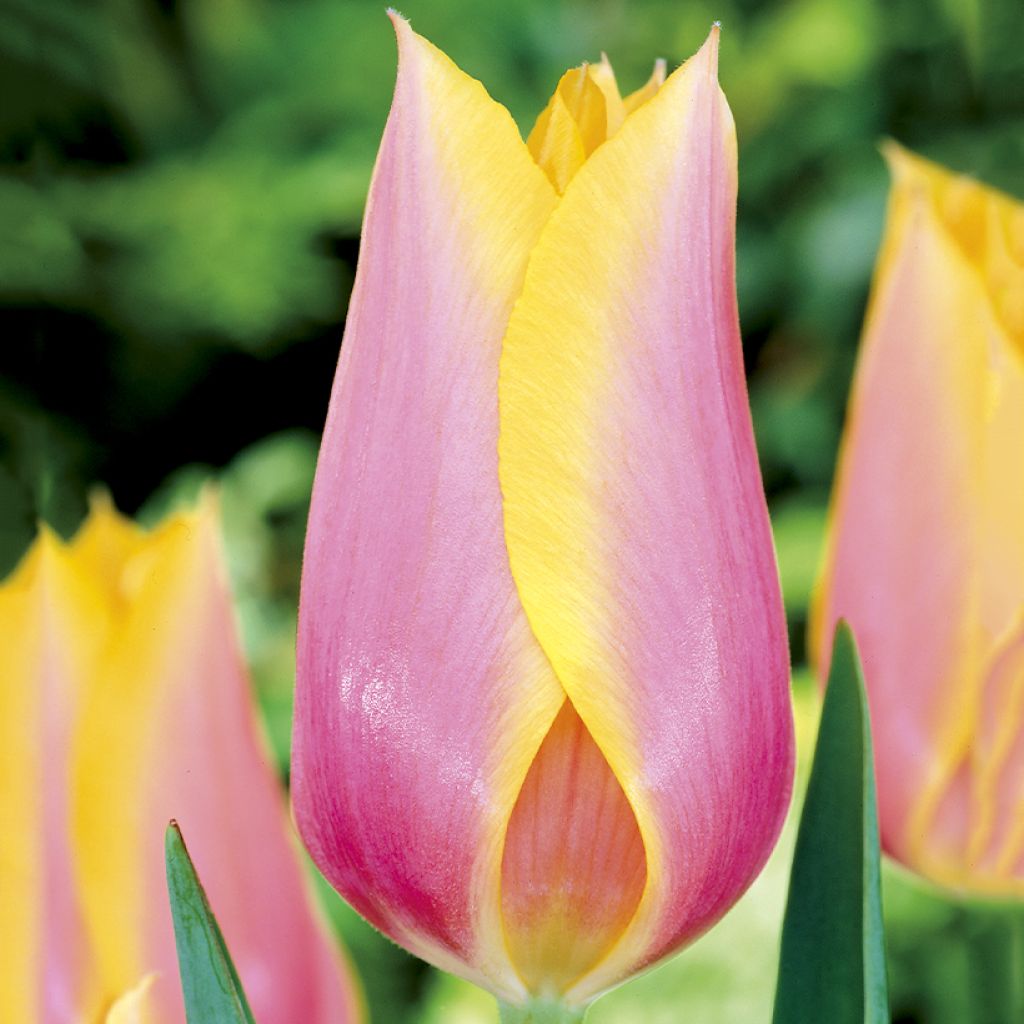 Tulipán simple de flor tardía Blushing Lady