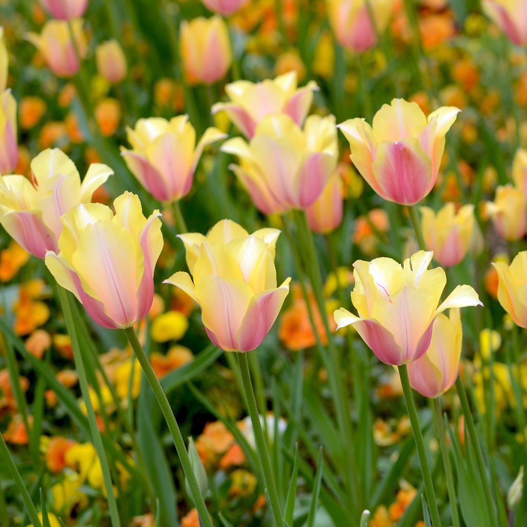 Tulipán simple de flor tardía Blushing Lady