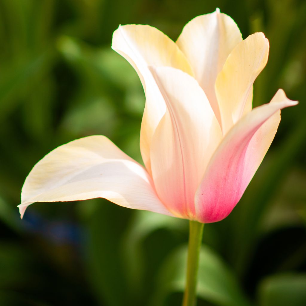 Tulipán simple de flor tardía Blushing Lady