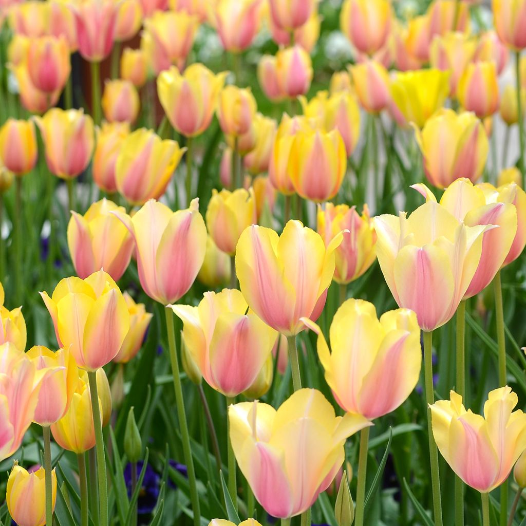Tulipán simple de flor tardía Blushing Lady