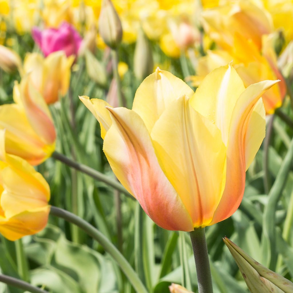 Tulipán simple de flor tardía Blushing Lady