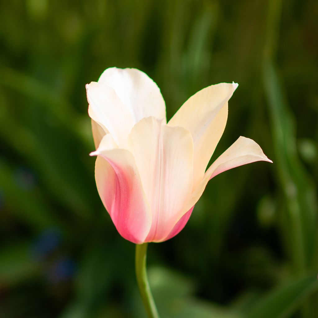 Tulipán simple de flor tardía Blushing Lady