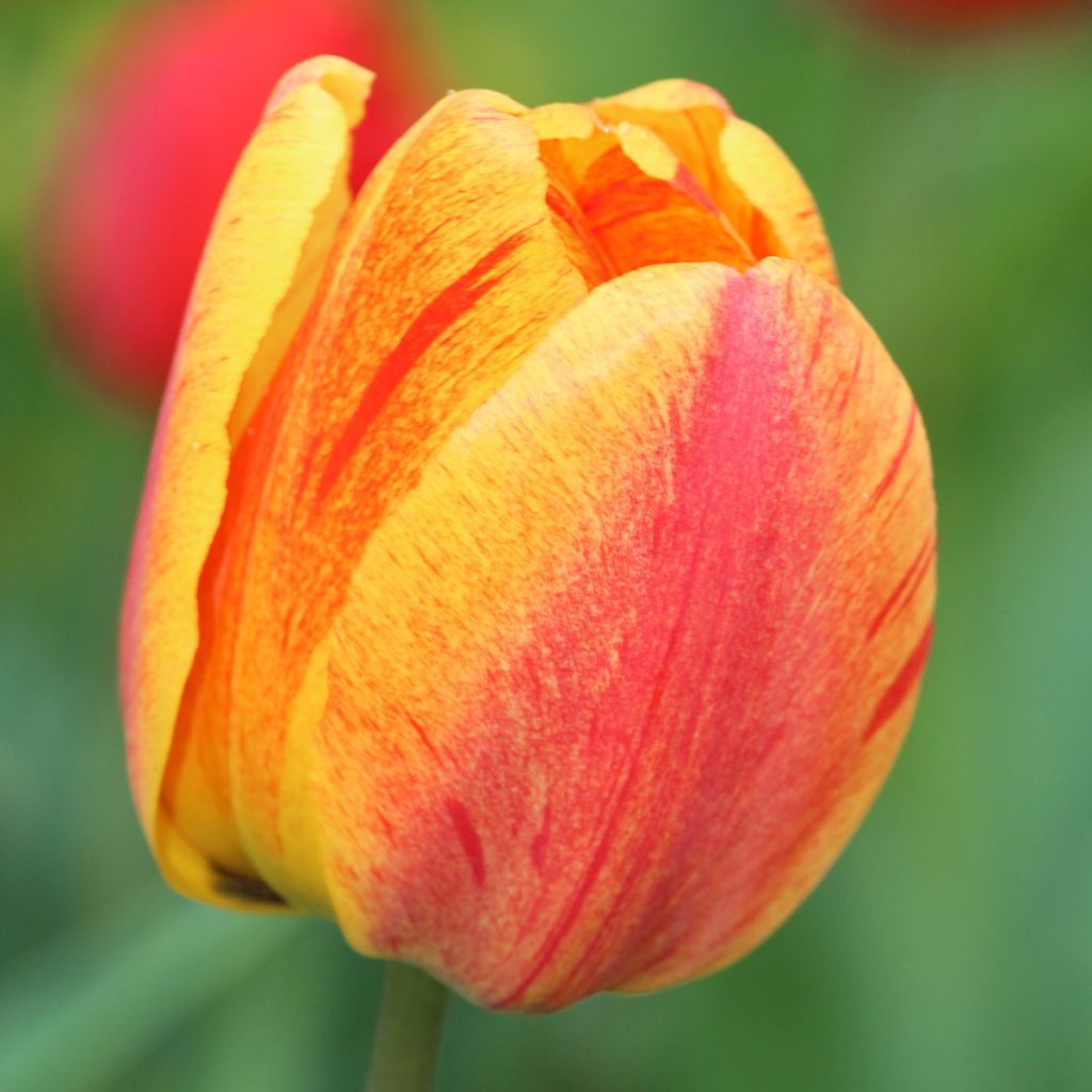 Tulipán simple de flor tardía Rhapsody of Smiles