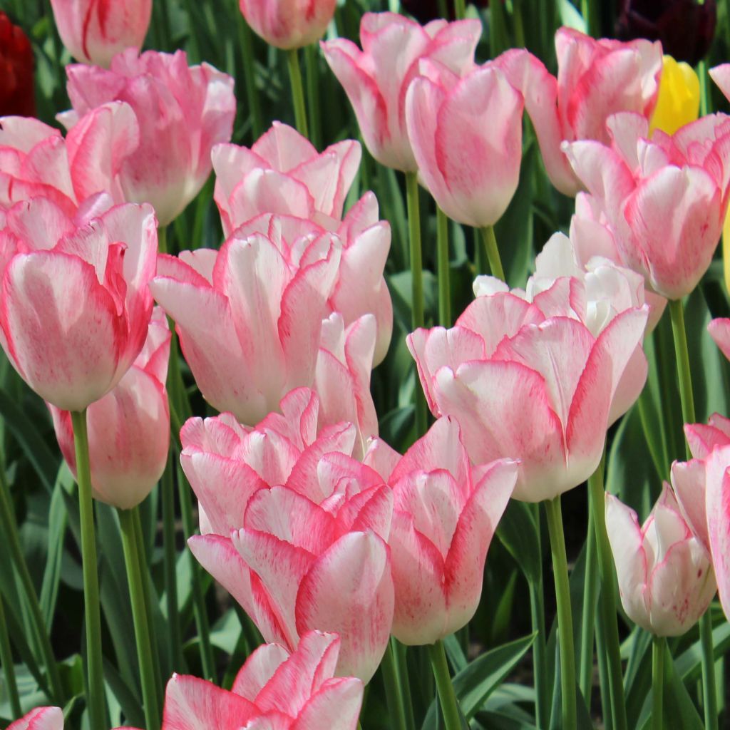 Tulipán Triunfo Beauty Trend