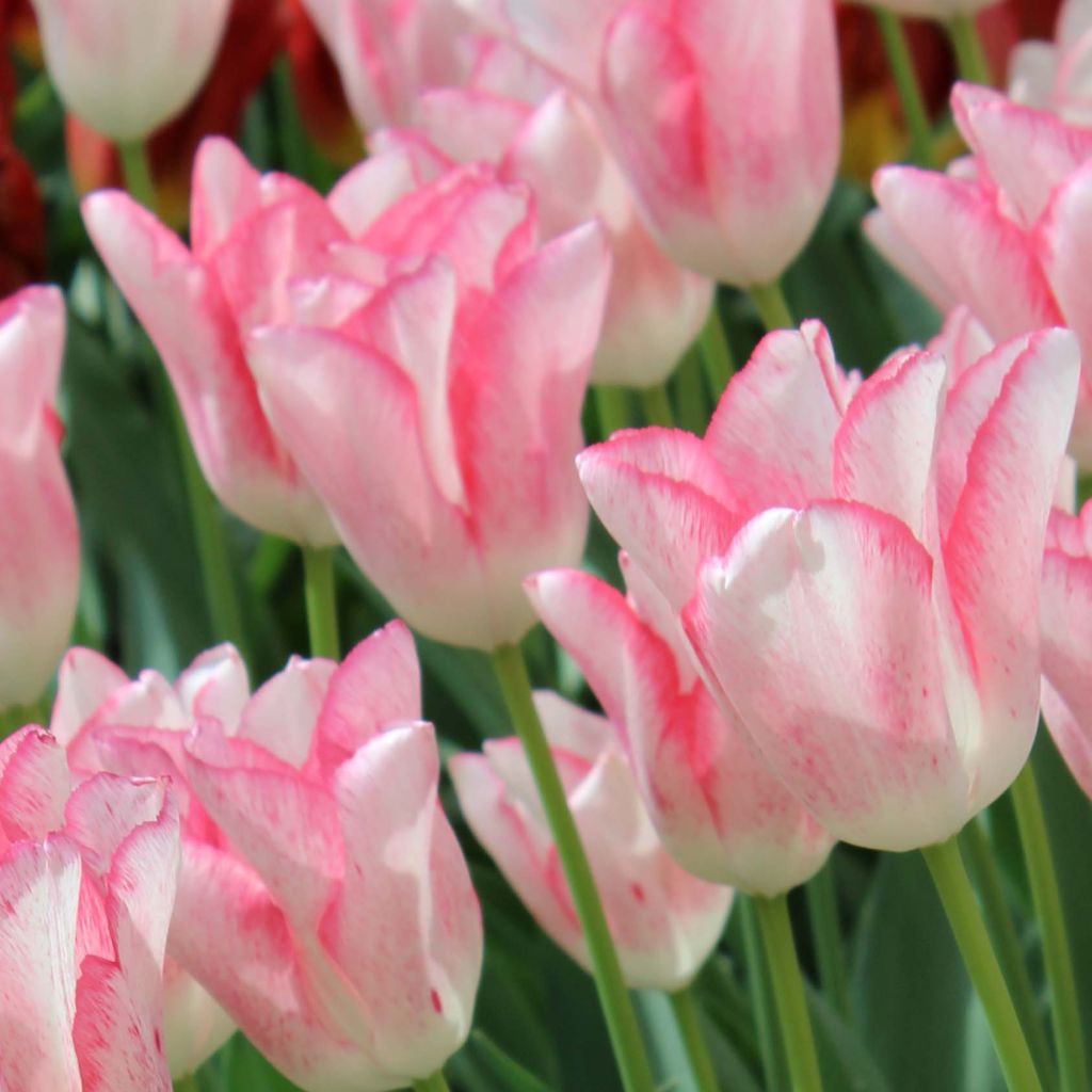 Tulipán Triunfo Beauty Trend