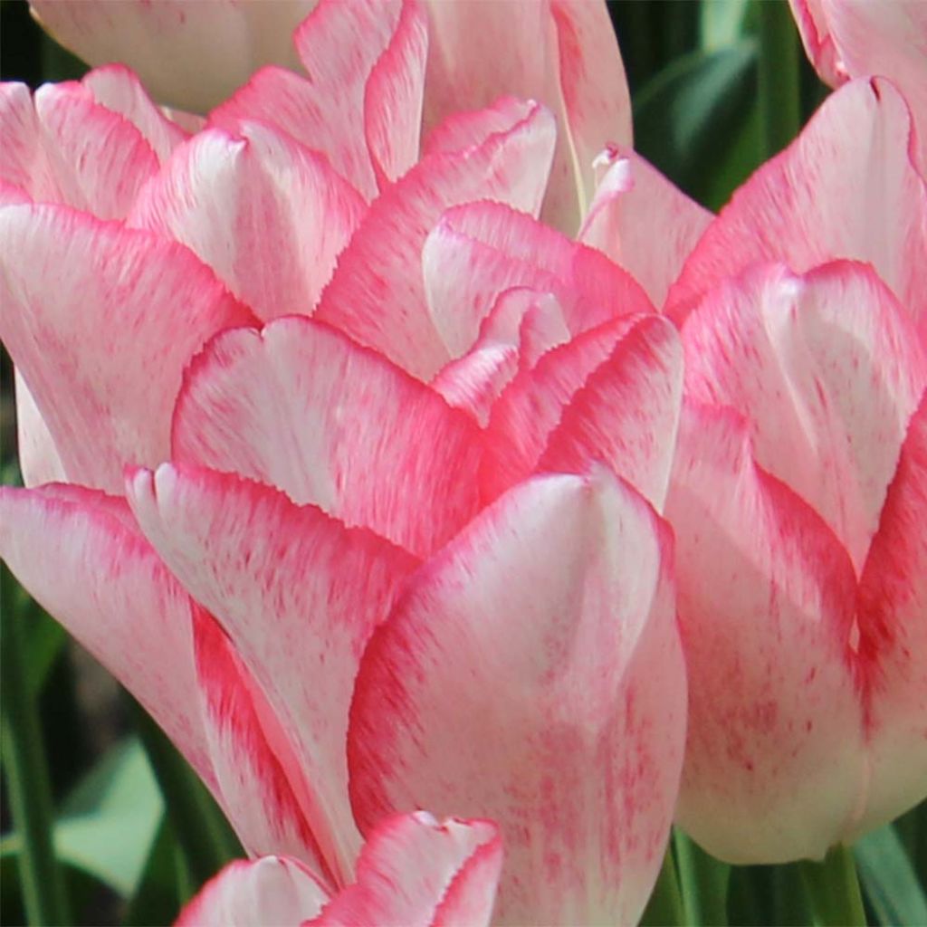 Tulipán Triunfo Beauty Trend