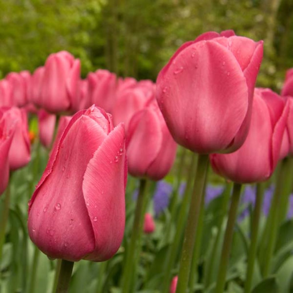 Tulipán Triunfo Barcelona
