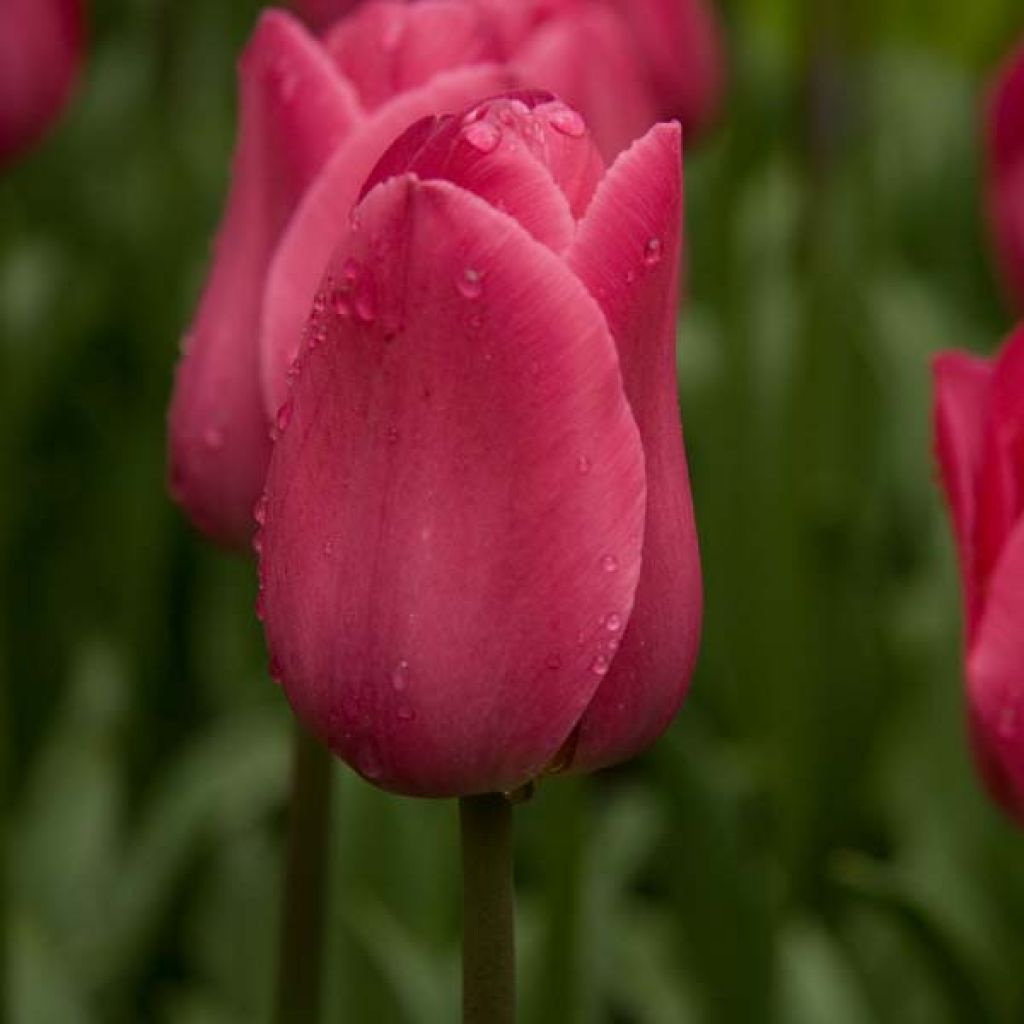 Tulipán Triunfo Barcelona