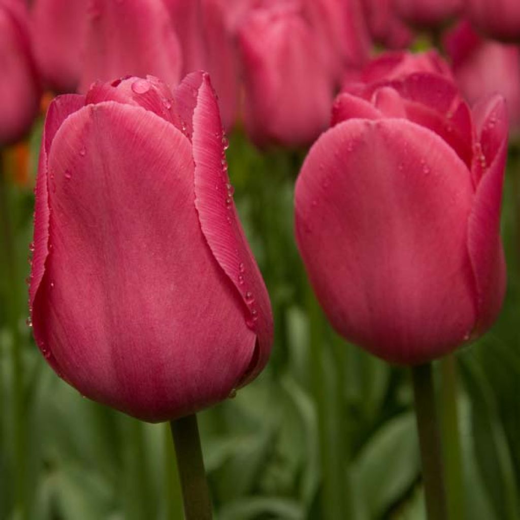 Tulipán Triunfo Barcelona