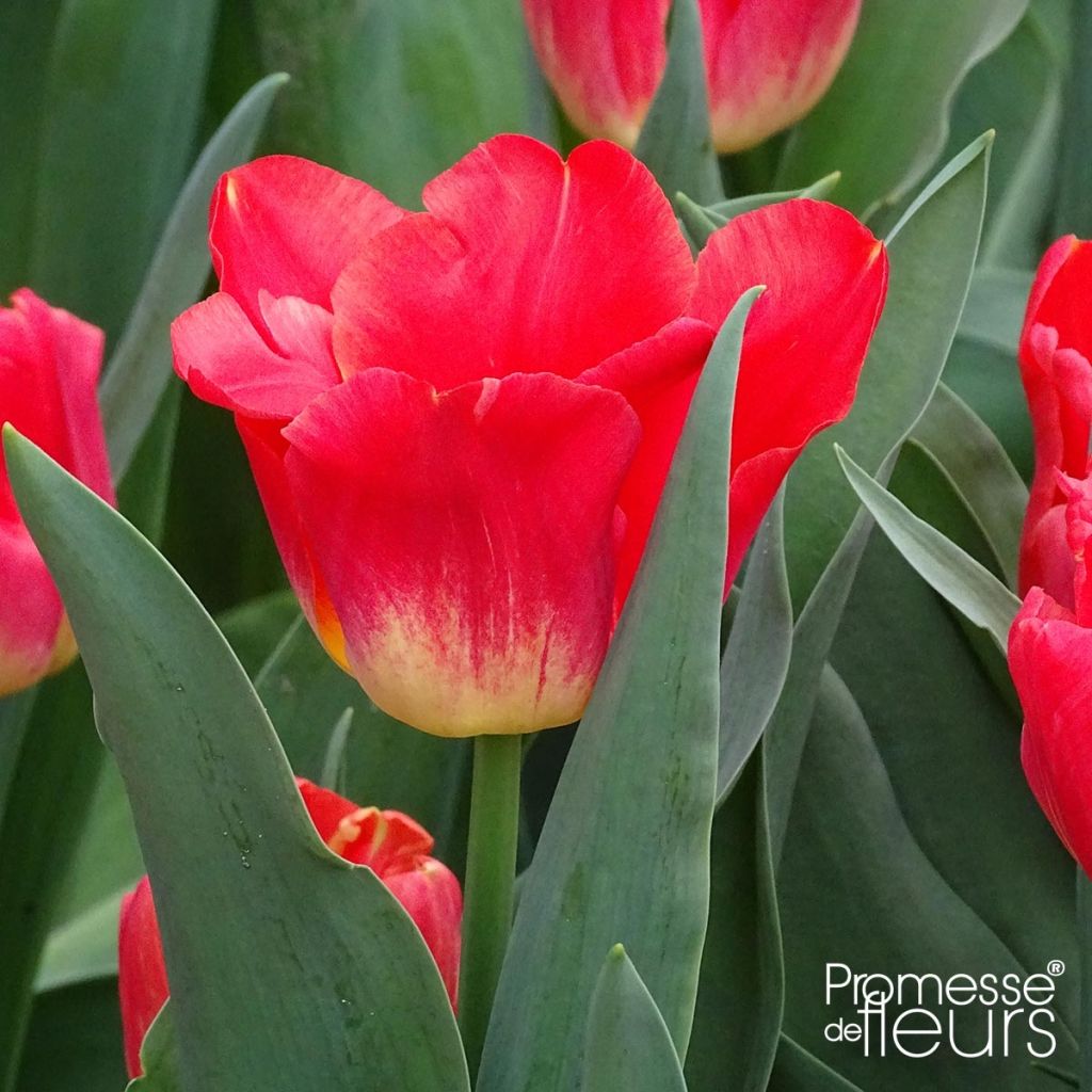 Tulipán Triunfo Match