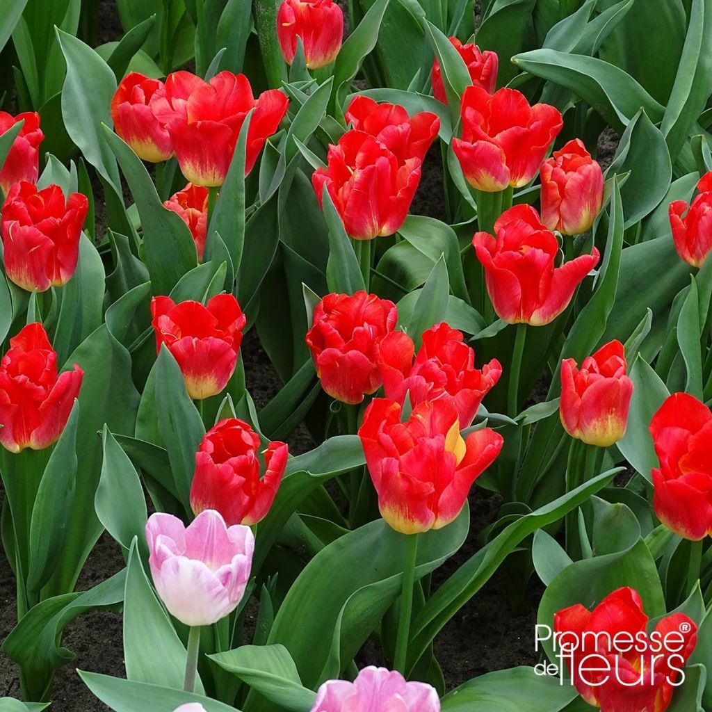 Tulipán Triunfo Match