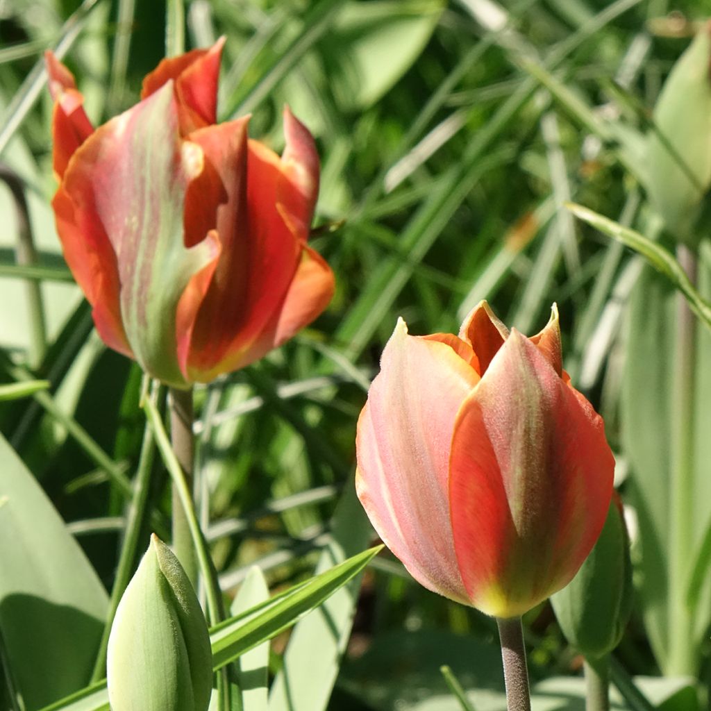 Tulipán Viridiflora Artist