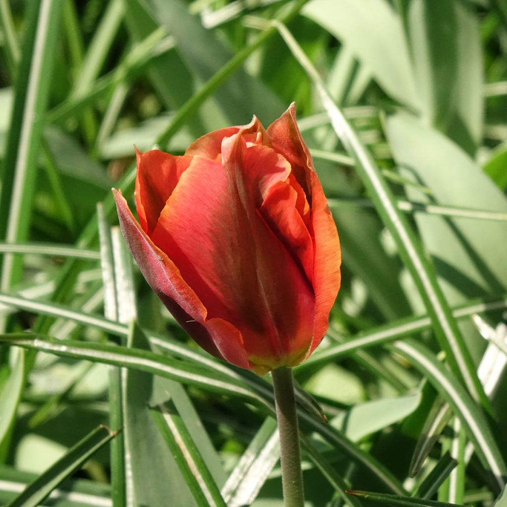 Tulipán Viridiflora Artist
