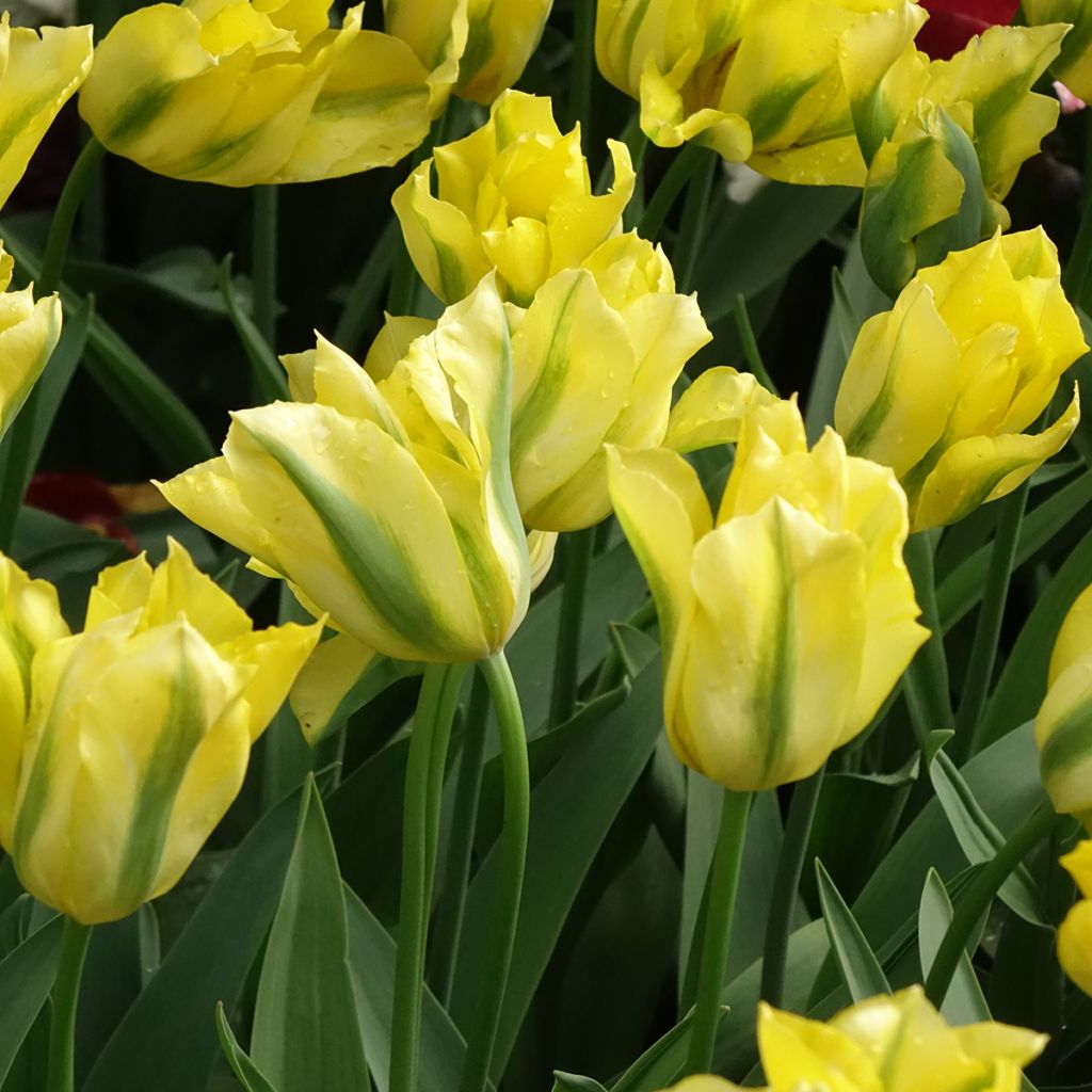 Tulipán Viridiflora Yellow Spring Green