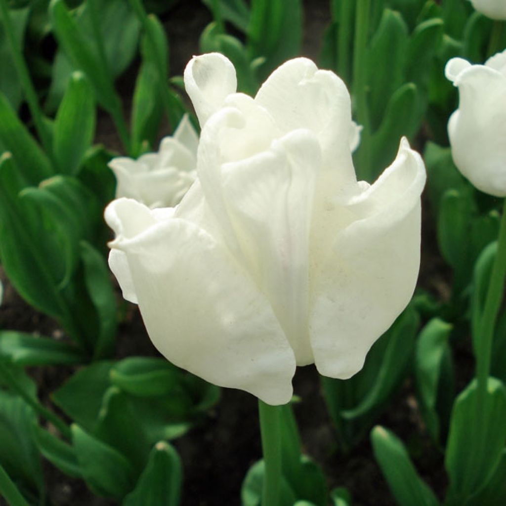 Tulipán Triunfo White Liberstar