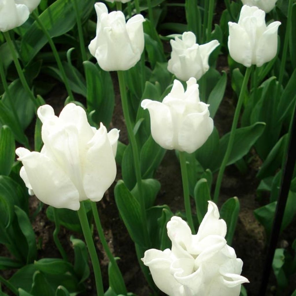 Tulipán Triunfo White Liberstar