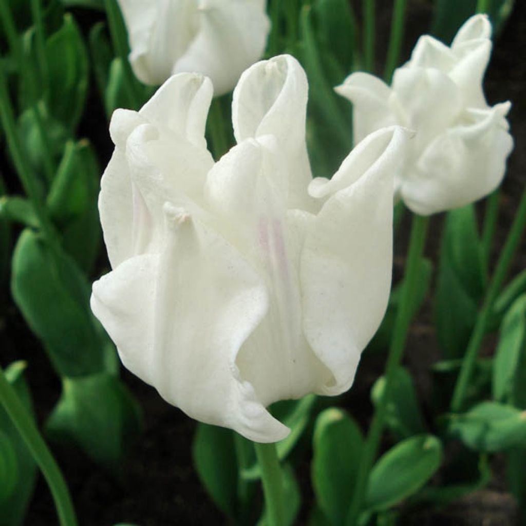 Tulipán Triunfo White Liberstar