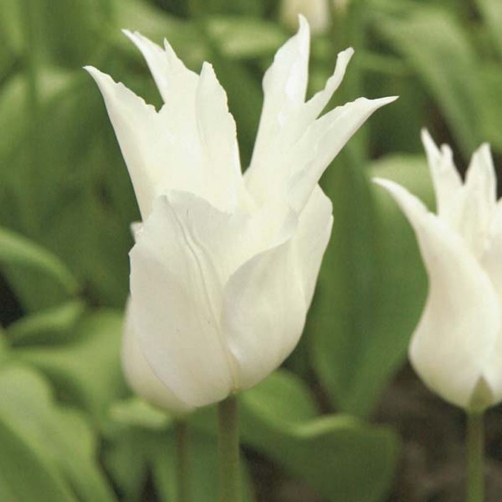 Tulipán flor de lis White Triumphator