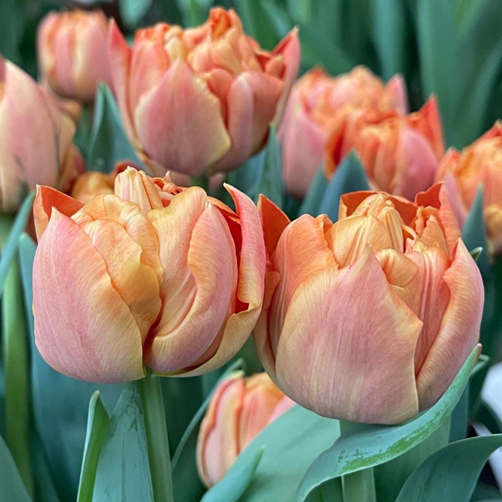 Tulipán doble de flor temprana Valdivia