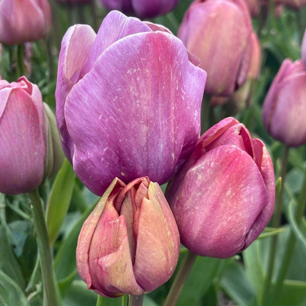 Tulipán multiflor Blue Heaven