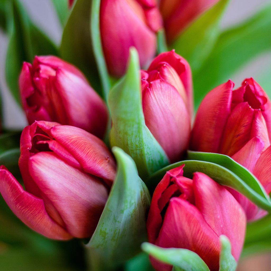 Tulipán multiflor Happy Family