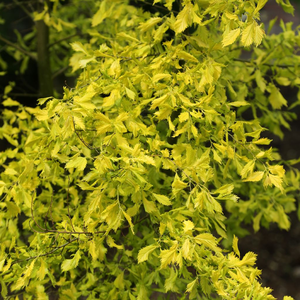 Ulmus minor Viminalis Aurea - Olmo de hojas pequeñas