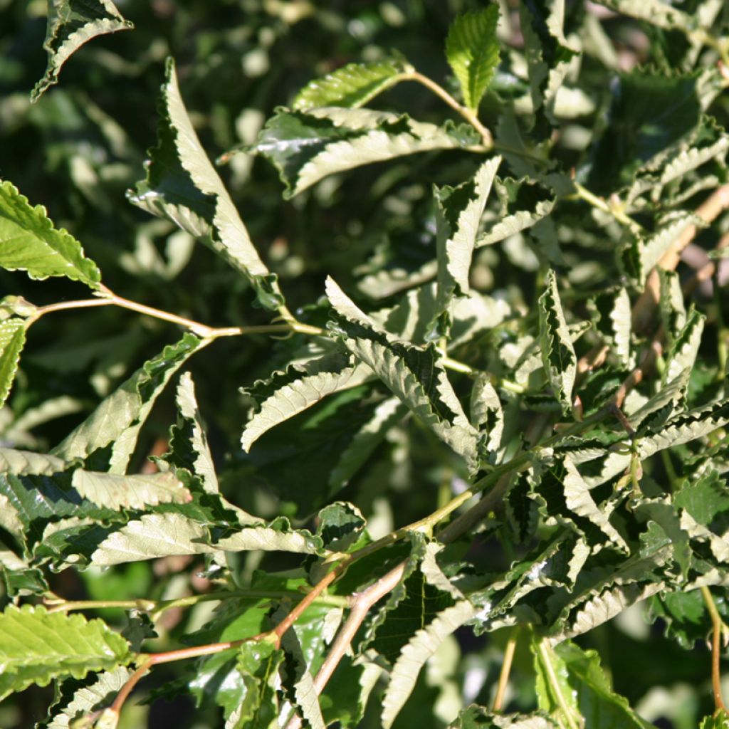 Ulmus minor Webbiana - Olmo