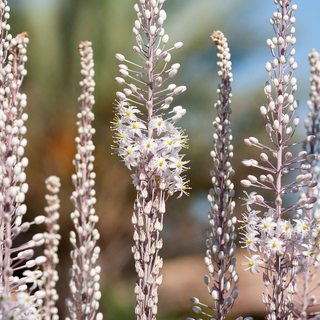 Urginea maritima - Cebolla albarrana