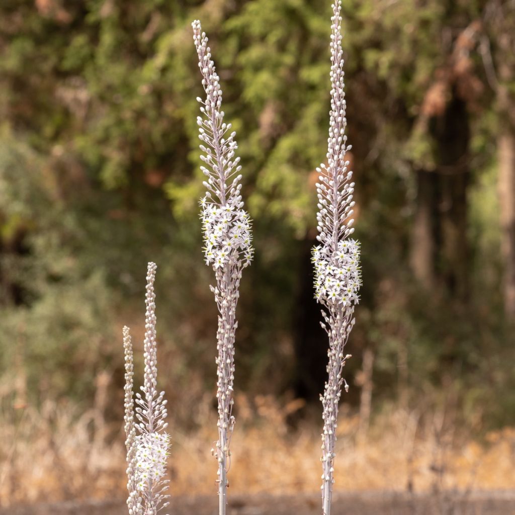 Urginea maritima - Cebolla albarrana