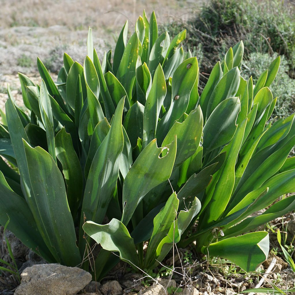Urginea maritima - Cebolla albarrana