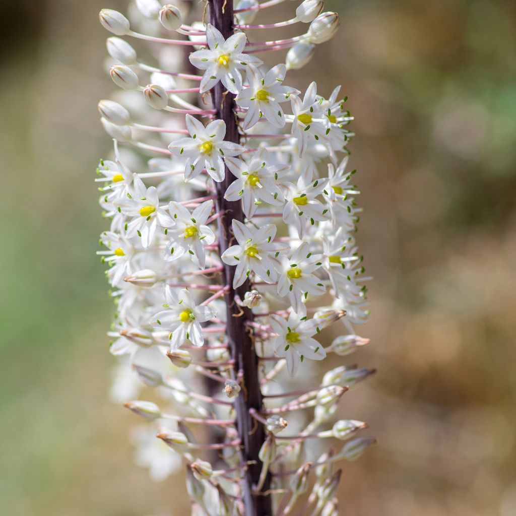 Urginea maritima - Cebolla albarrana