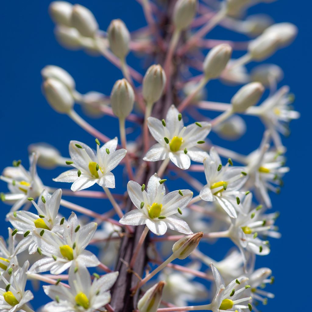 Urginea maritima - Cebolla albarrana