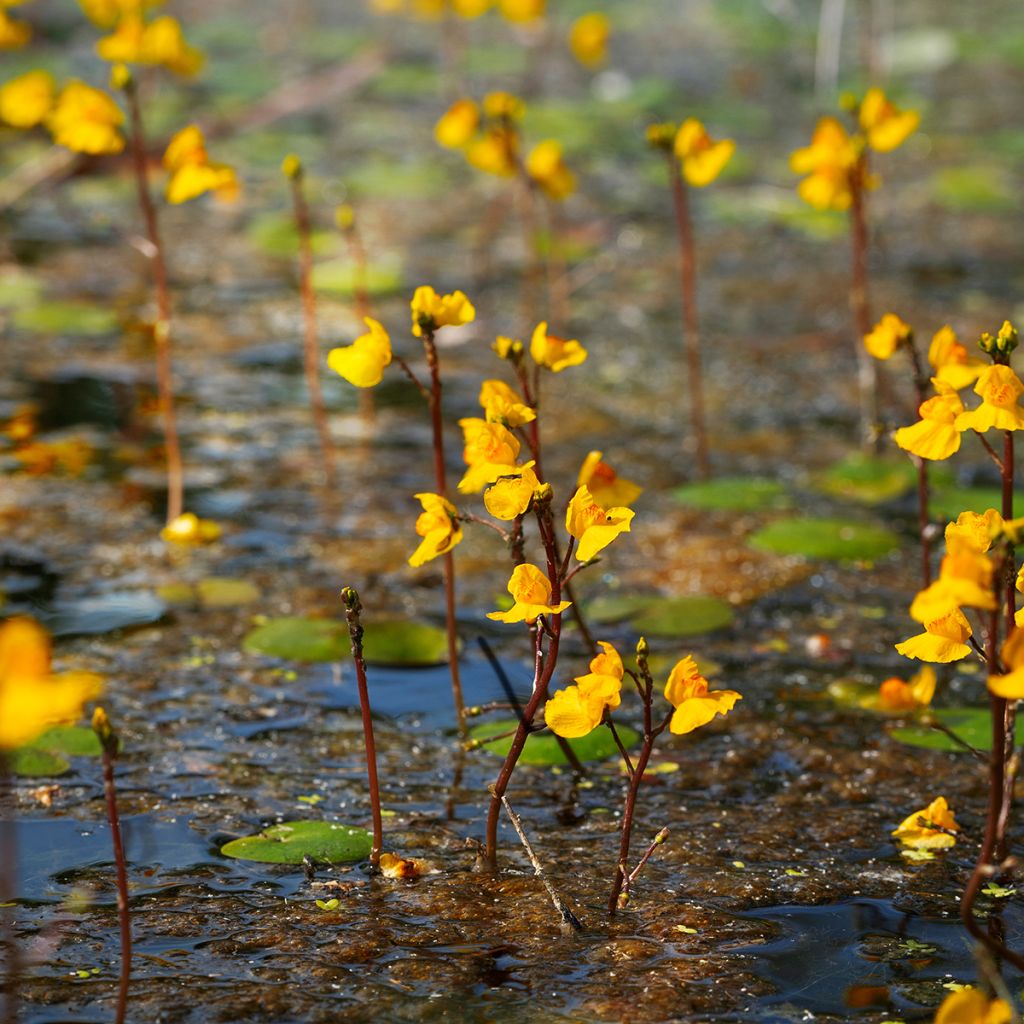 Utricularia vulgaris - Col de vejigas