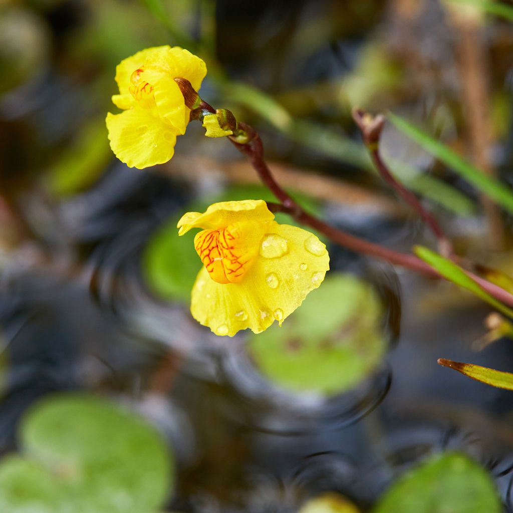 Utricularia vulgaris - Col de vejigas