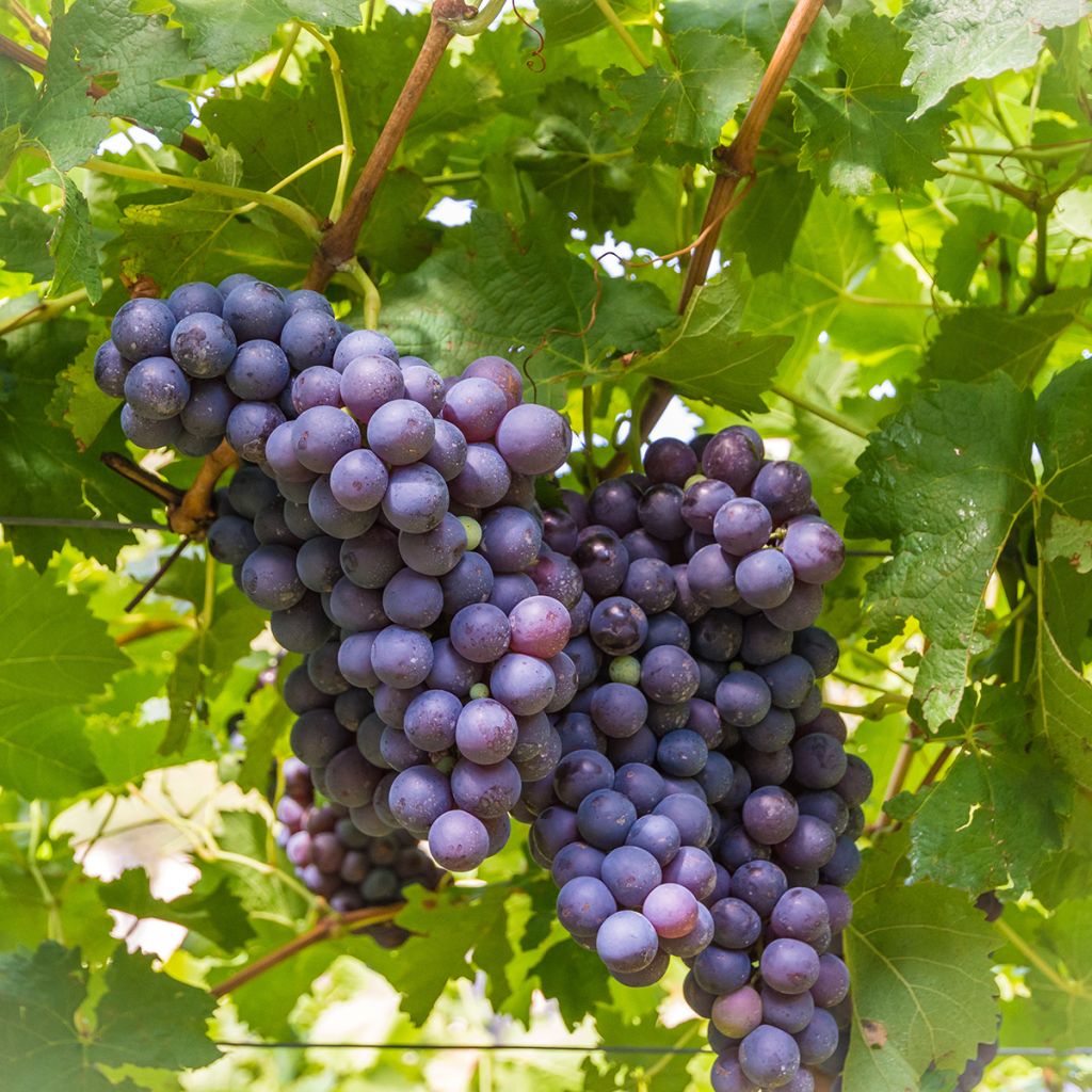Vid Moscato d'Adda